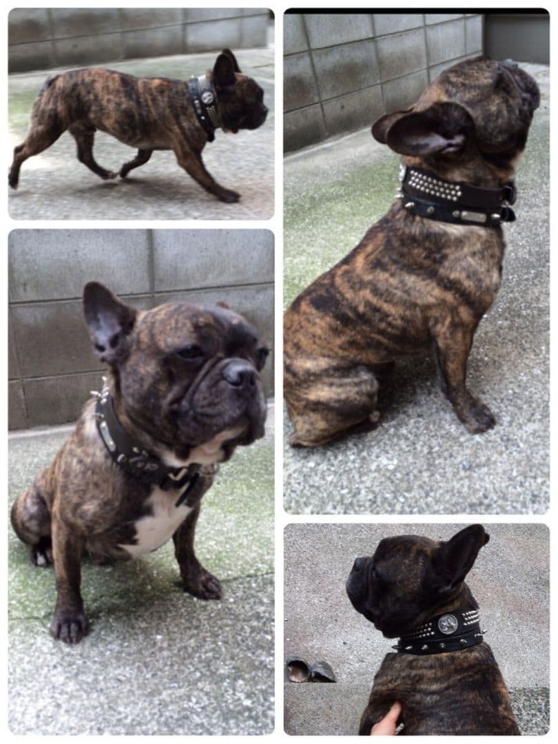 ゆき♥️  フレンチブルドッグ 確認画面♥️