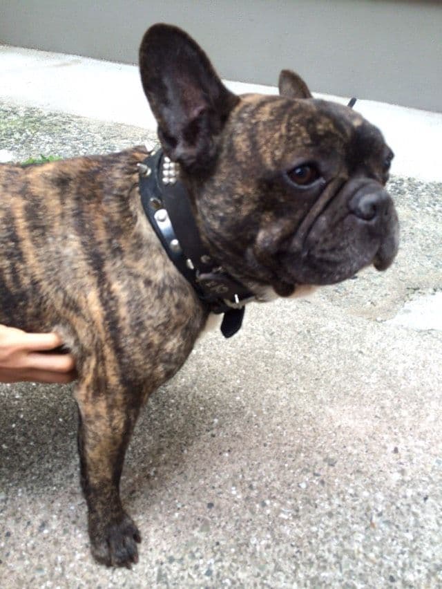 ゆき♥️  フレンチブルドッグ 確認画面♥️