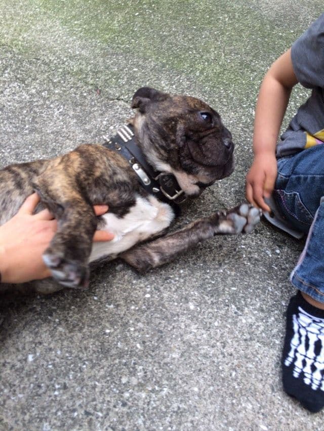 ゆき♥️  フレンチブルドッグ 確認画面♥️