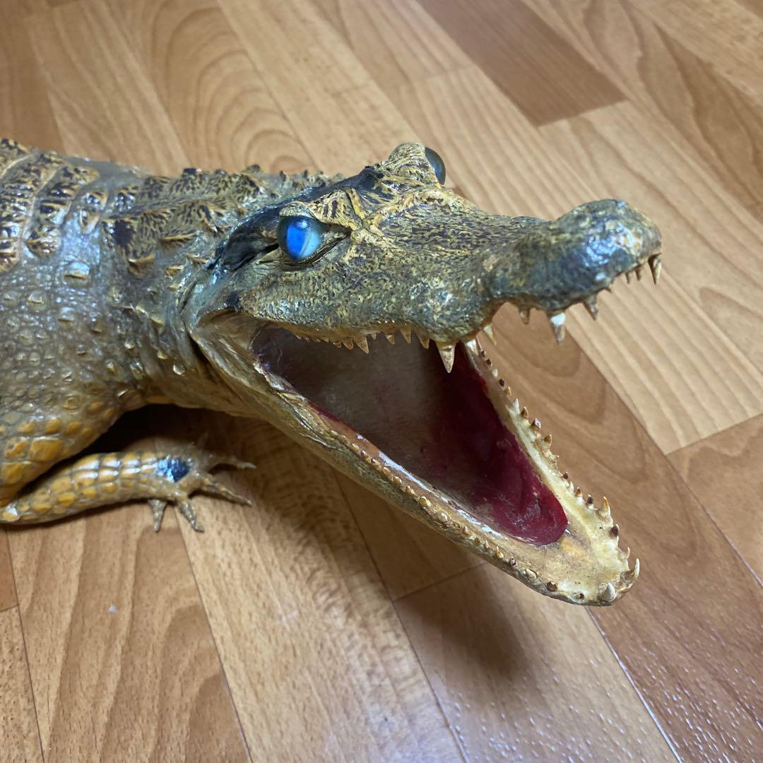 リアルワニ模型 約90cm