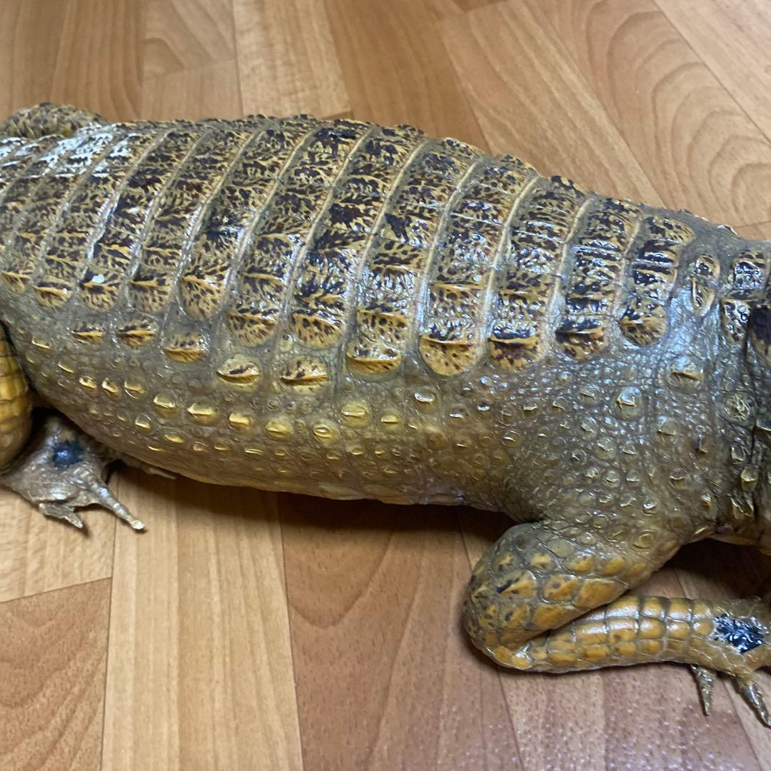 リアルワニ模型 約90cm