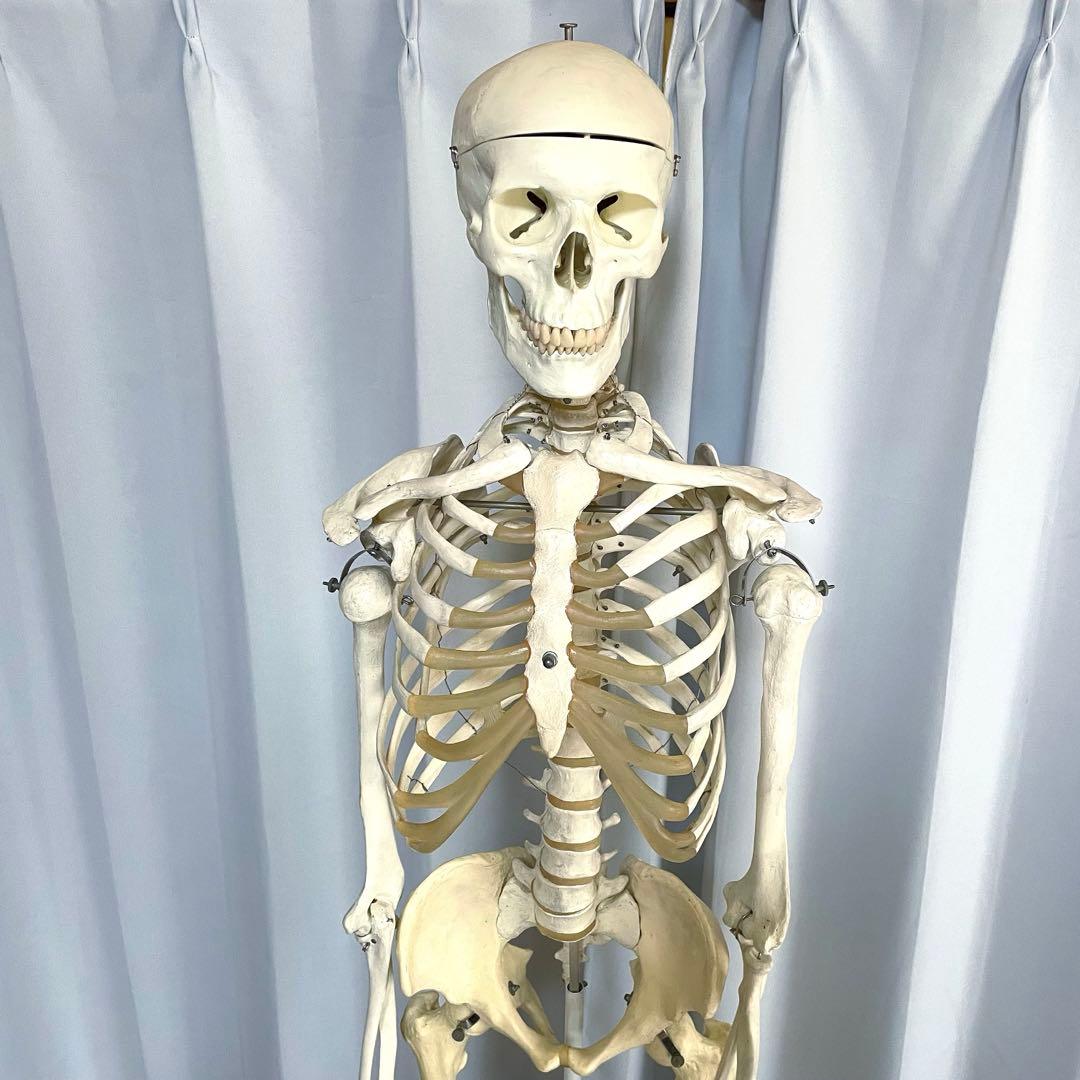 等身大 骨模型 3B 人体模型 ドイツ製 骸骨 骨格標本 オブジェ