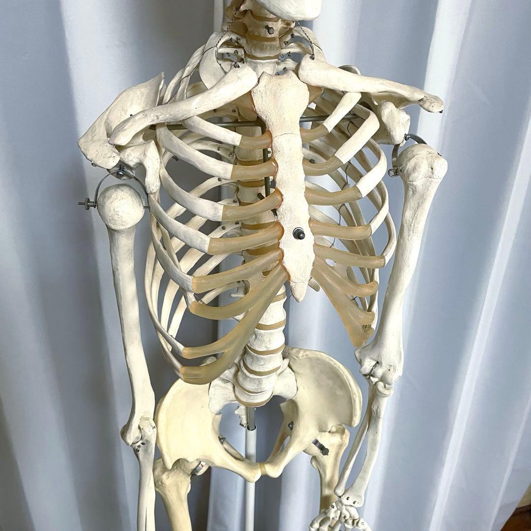等身大 骨模型 3B 人体模型 ドイツ製 骸骨 骨格標本 オブジェ