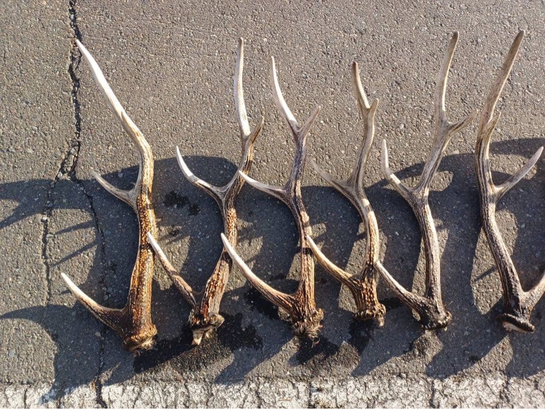 鹿の角 16本セット 自然素材