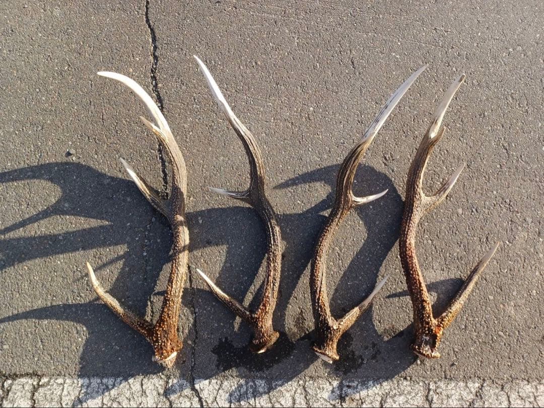 鹿の角 16本セット 自然素材