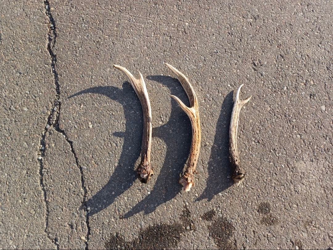 鹿の角 16本セット 自然素材
