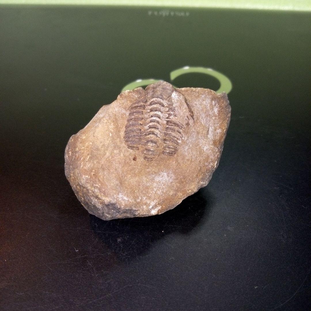 三葉虫　化石　fossil　ボリビア　trilobite　三葉虫綱　三葉虫管理①