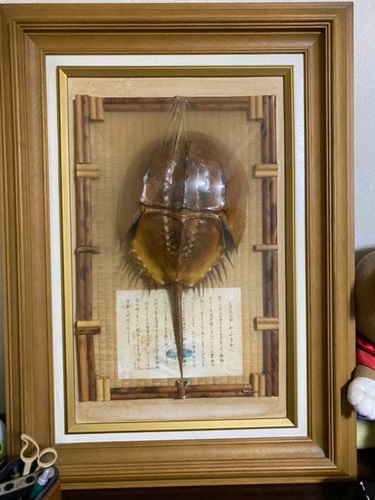 カブトガニ標本【天然記念物】