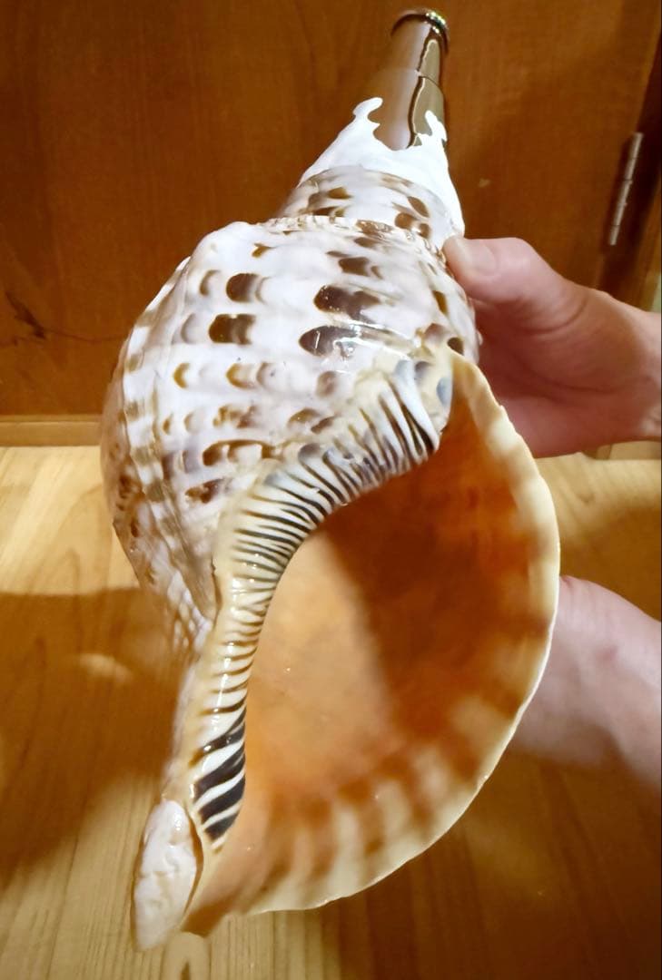 コンパクト修験道法螺貝　山伏　密教　魔除け　熊よけ❣️ほら貝　ホラガイ