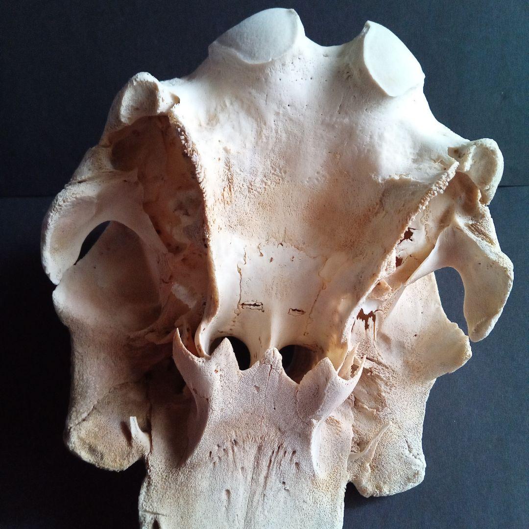 骨格標本　イルカ　頭骨　海棲哺乳類　極めて希少