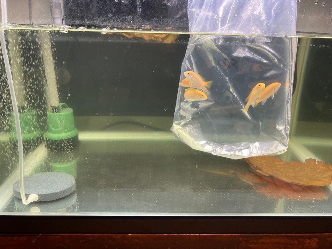 20kg業者様愛され高品質ろ材 納豆菌多孔質パワーボール20kg即時発送送料込み