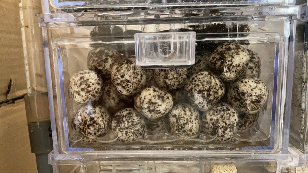 20kg業者様愛され高品質ろ材 納豆菌多孔質パワーボール20kg即時発送送料込み