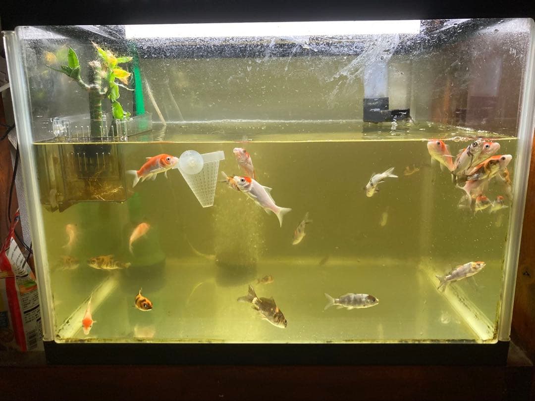 20kg業者様愛され高品質ろ材 納豆菌多孔質パワーボール20kg即時発送送料込み