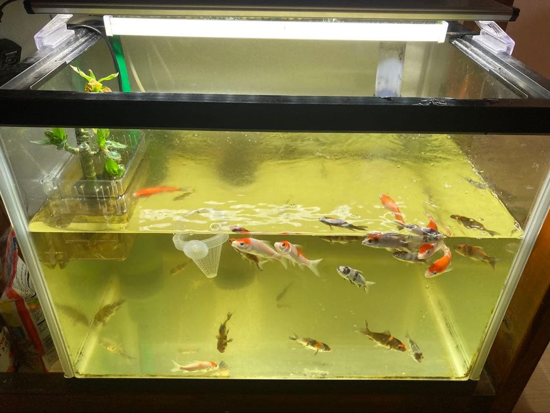 20kg業者様愛され高品質ろ材 納豆菌多孔質パワーボール20kg即時発送送料込み