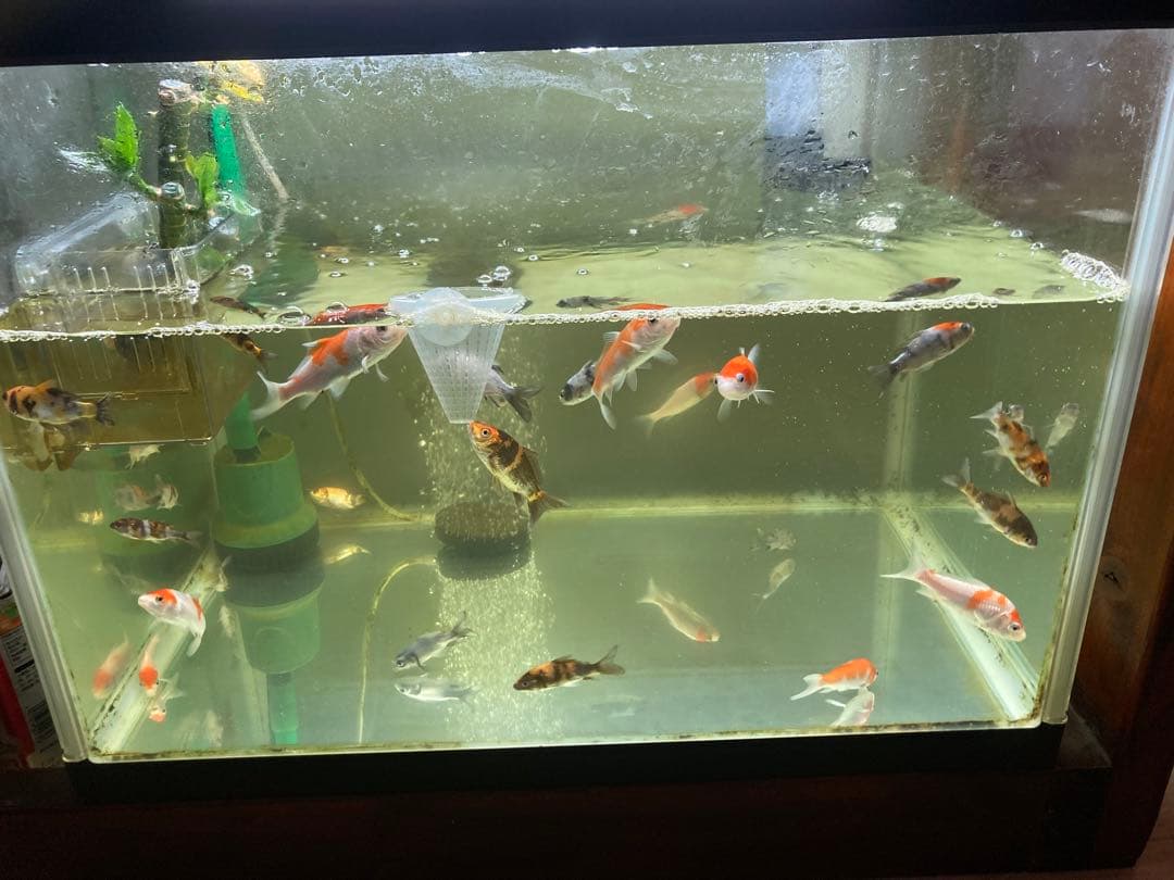 20kg業者様愛され高品質ろ材 納豆菌多孔質パワーボール20kg即時発送送料込み