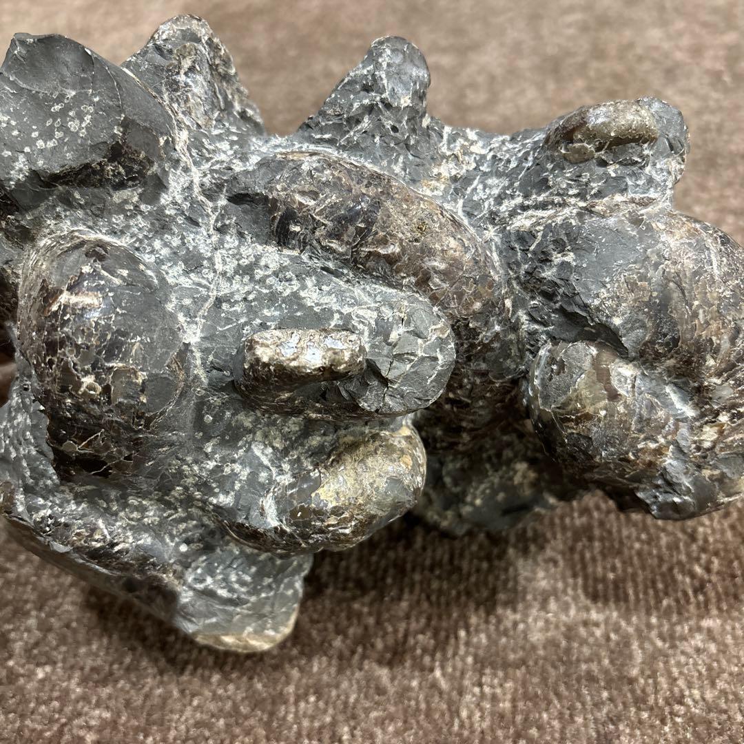 アンモナイト群集化石 コレクション 化石 北海道 三笠 日本