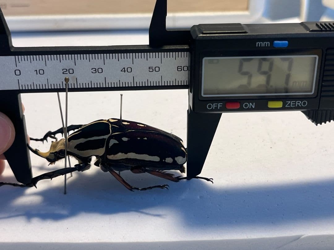 【59mm】ウガンデンシスオオツノカナブン 昆虫標本カナブンカブトムシクワガタゾ