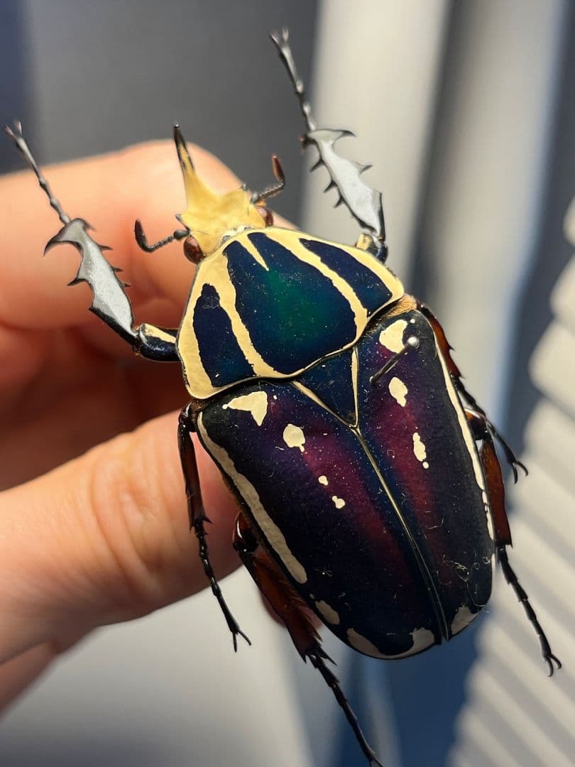 【59mm】ウガンデンシスオオツノカナブン 昆虫標本カナブンカブトムシクワガタゾ