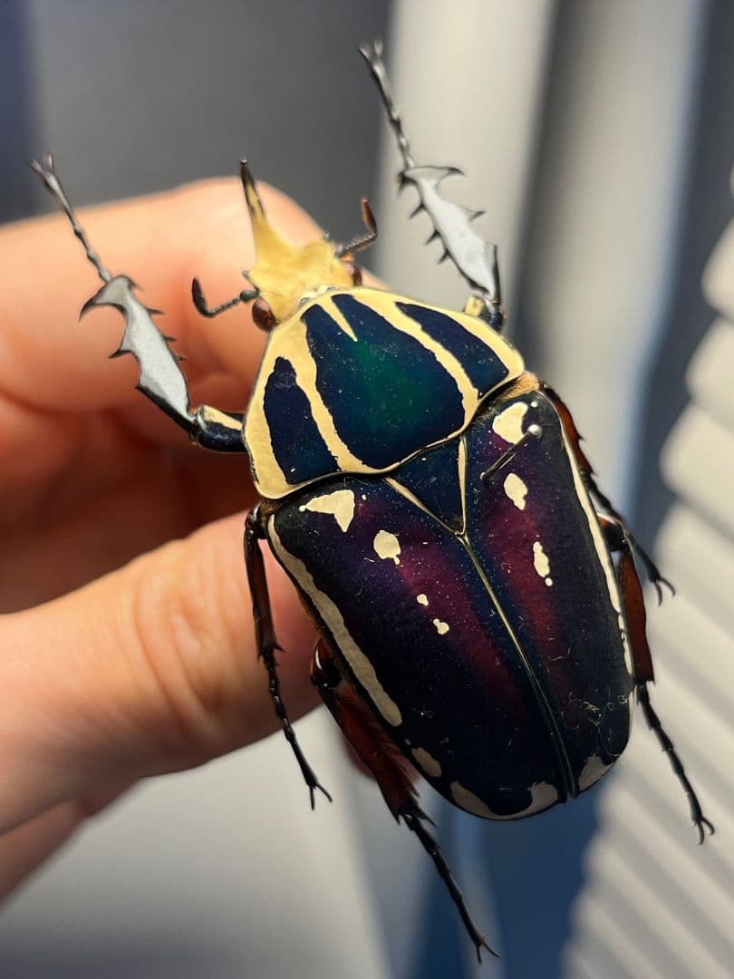 【59mm】ウガンデンシスオオツノカナブン 昆虫標本カナブンカブトムシクワガタゾ