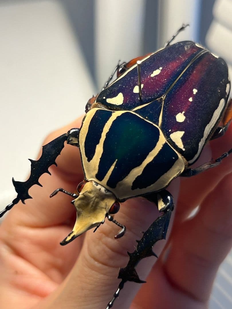 【59mm】ウガンデンシスオオツノカナブン 昆虫標本カナブンカブトムシクワガタゾ