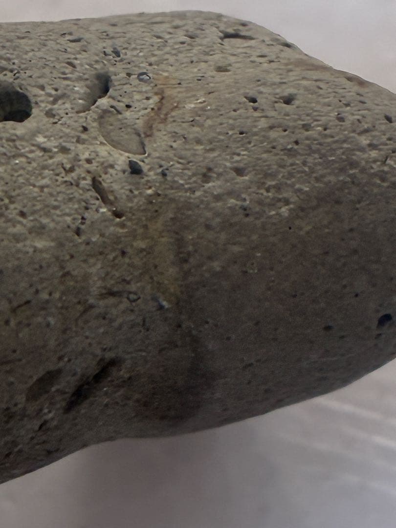 サメの歯　海岸で拾った　貝類や石灰質の付着物があります