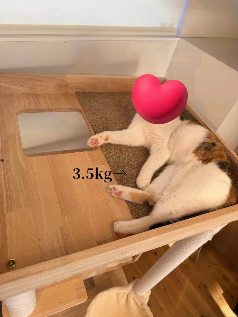 キャットタワースタジアム＊2024年9月購入