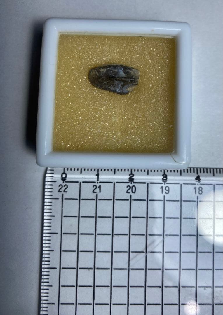 ステゴケラス 頭骨レプリカ その他 歯 化石