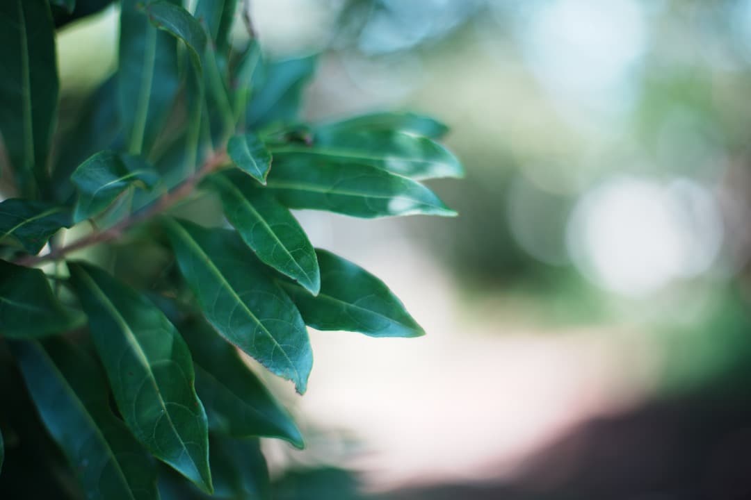 整&テ済 Carl Zeiss Planar 50mm F1.4 MMJ 356