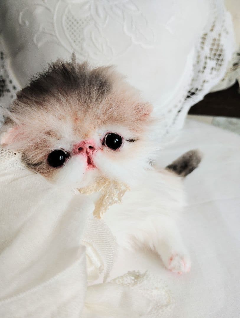 ママ募集❤くりくりオメメ♡ちっちゃな子猫ちゃん♡アートドール♡ぬいぐるみ♡