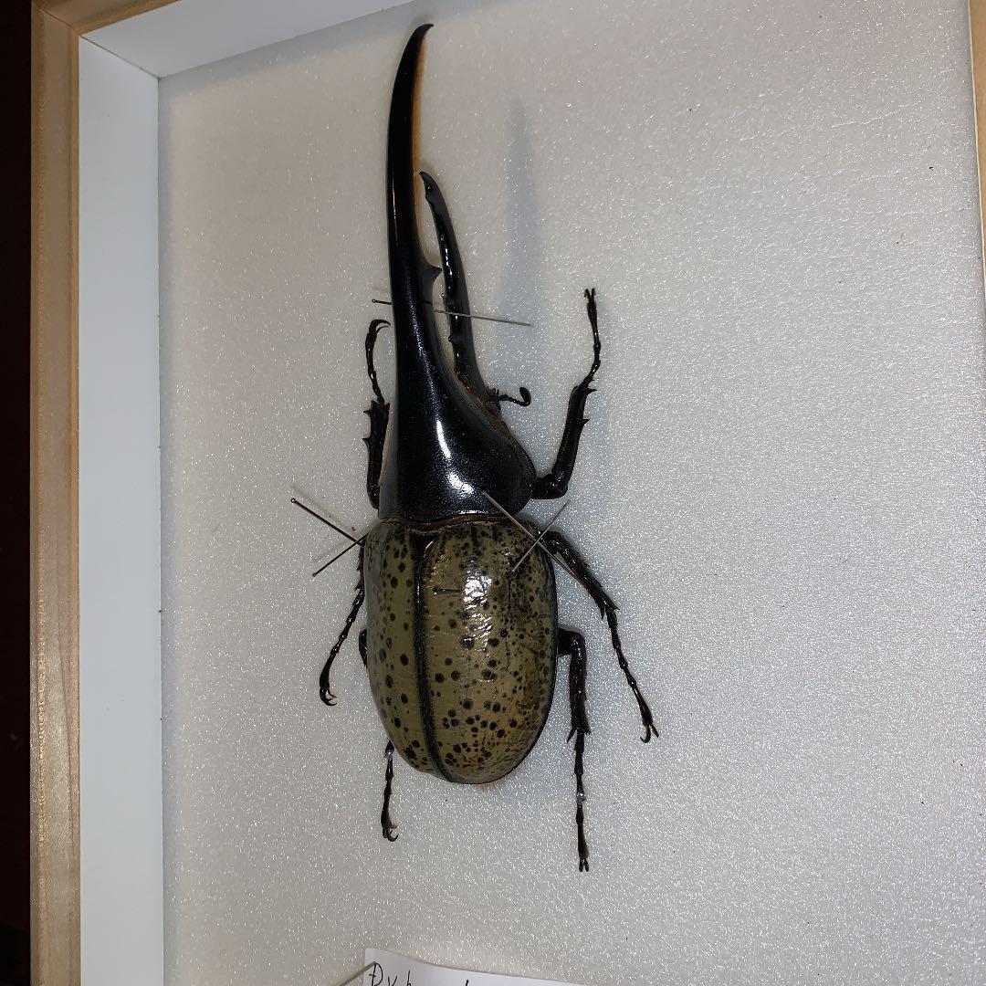 D.y ヘラクレスヘラクレス　1996年入荷野外品