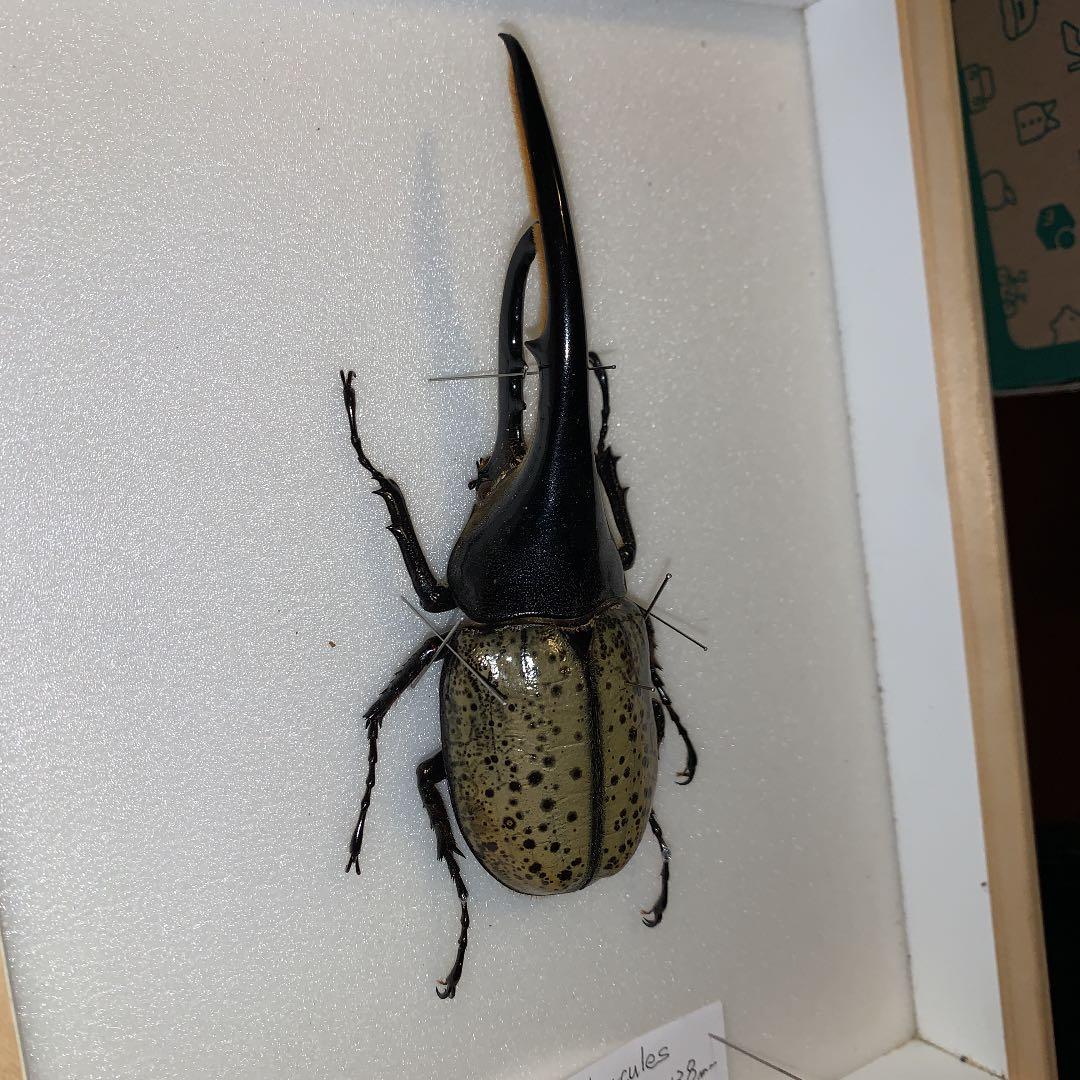 D.y ヘラクレスヘラクレス　1996年入荷野外品