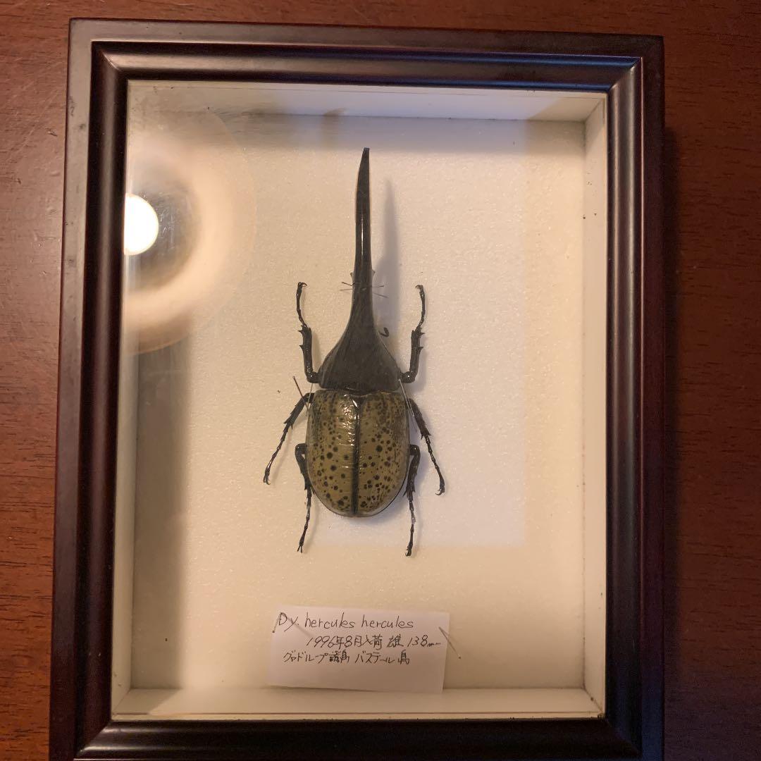 D.y ヘラクレスヘラクレス　1996年入荷野外品