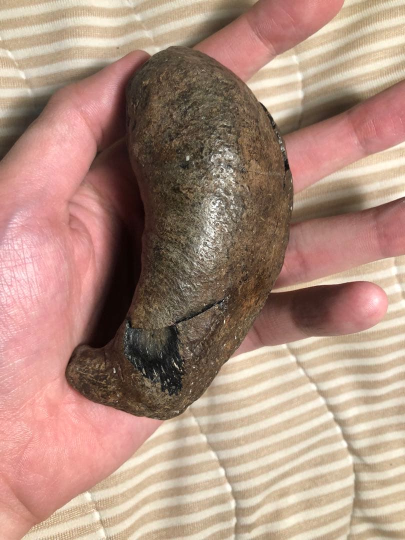 【貴重】クジラの耳骨　化石