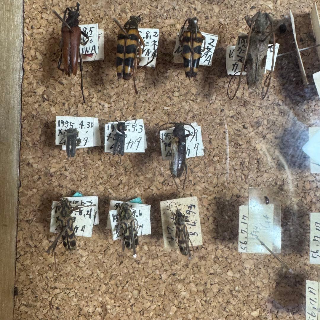 昆虫　標本　ジャンク品