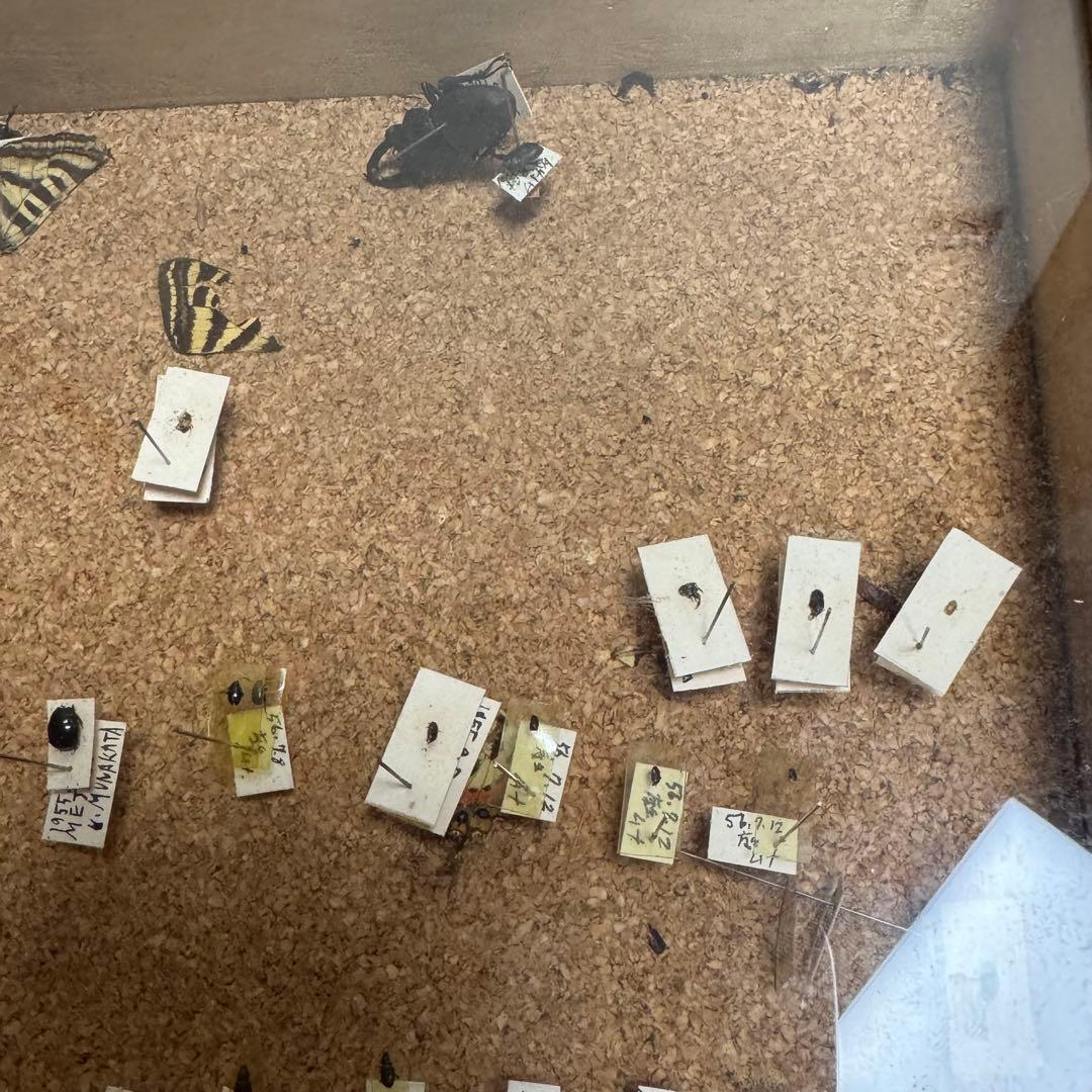 昆虫　標本　ジャンク品