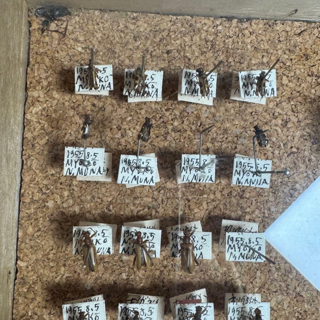 昆虫　標本　ジャンク品