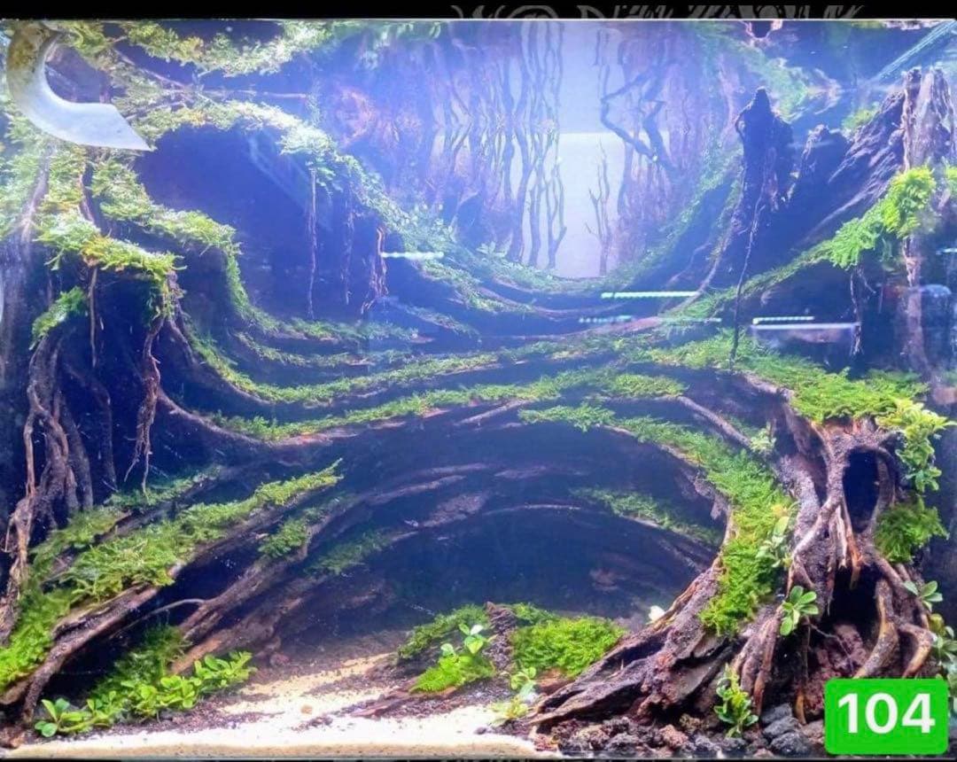 サンプル製品画像のセット。爬虫類ゲージ　。流木。水生植物。　流木 アクアリウム