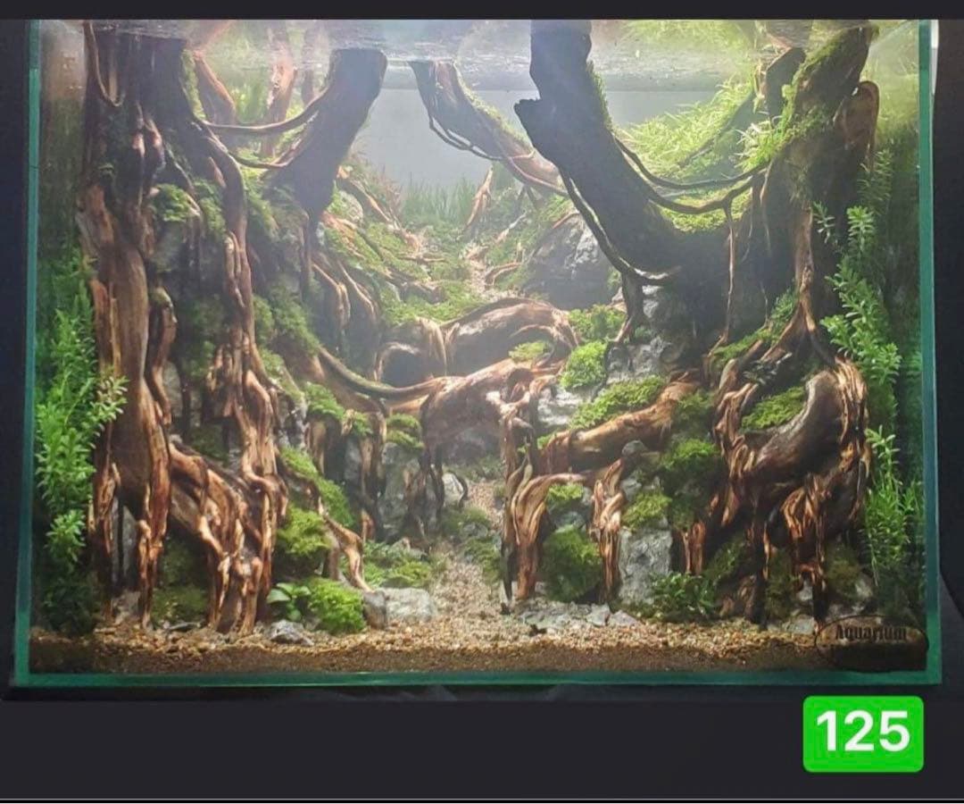 サンプル製品画像のセット。爬虫類ゲージ　。流木。水生植物。　流木 アクアリウム