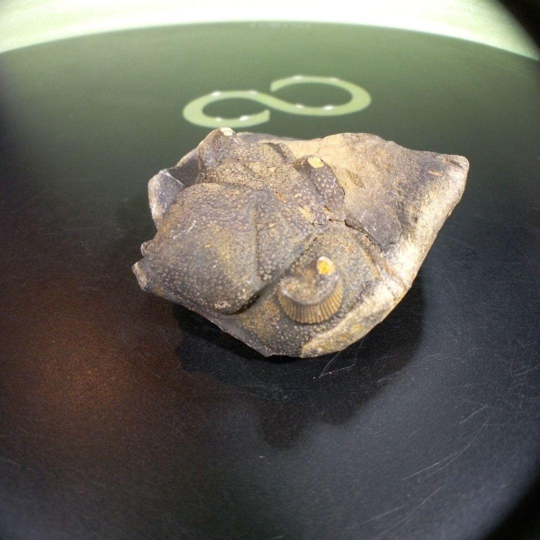 三葉虫　化石　fossil　海　ボリビア産　trilobite　ボリビア化石郡⑩