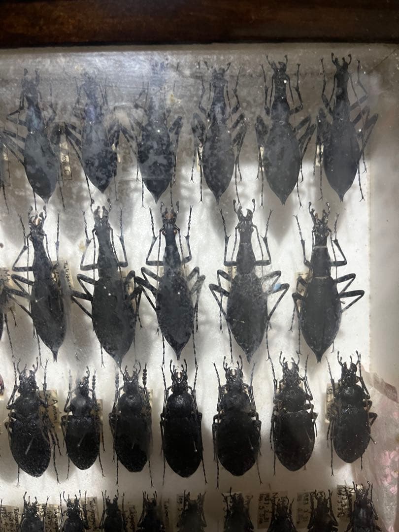 昆虫標本 オサムシ