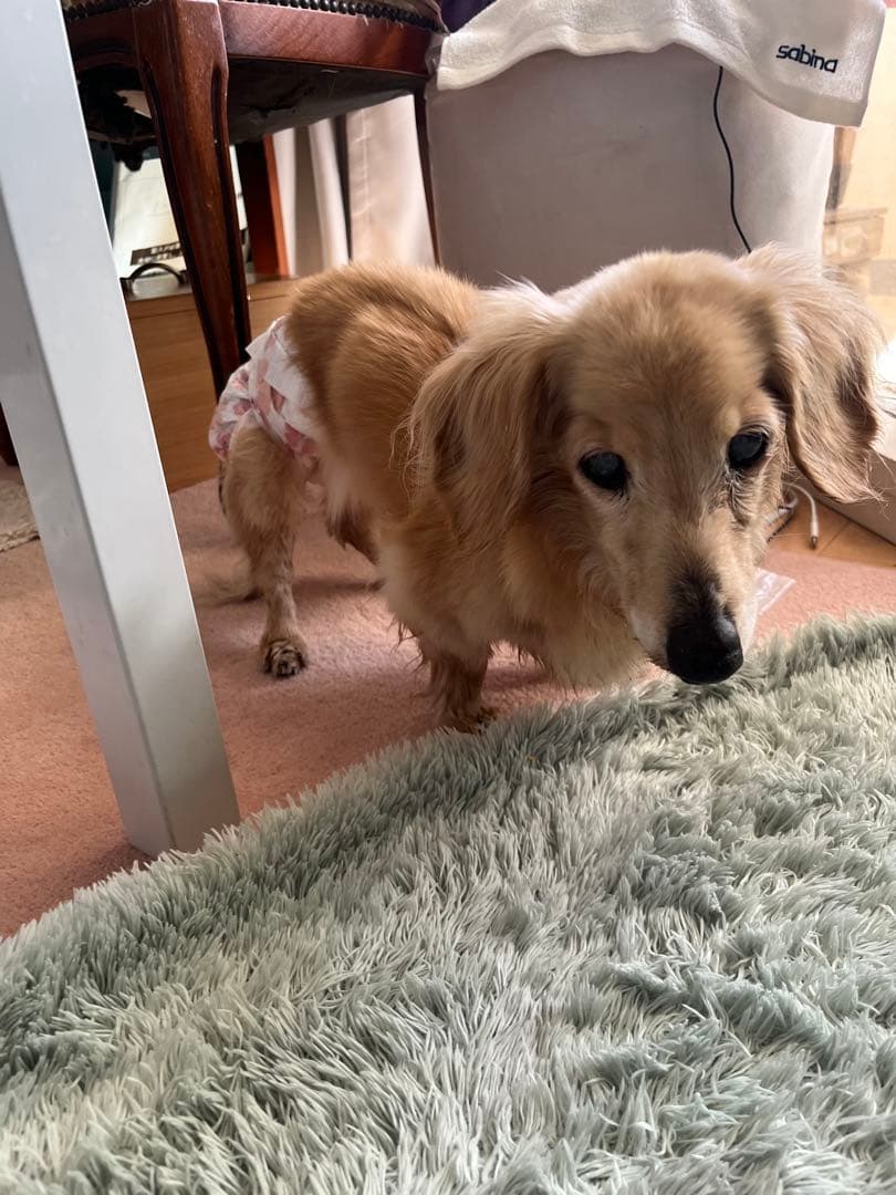 亡くなる2週間前しか見つからなくて…あとでまた追加しますm(_ _)m