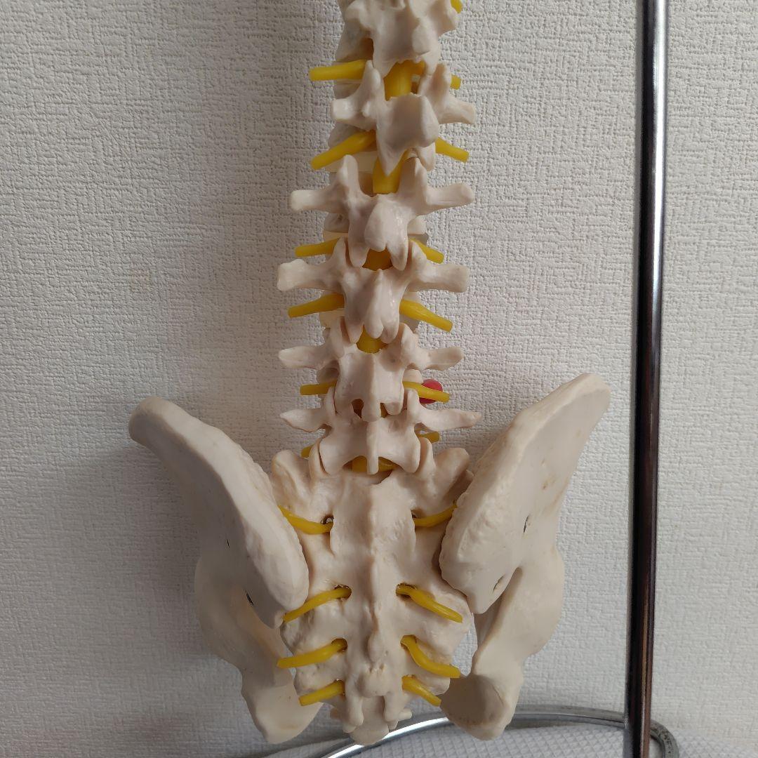 骨格標本　骨格模型　脊柱模型 スタンド付き