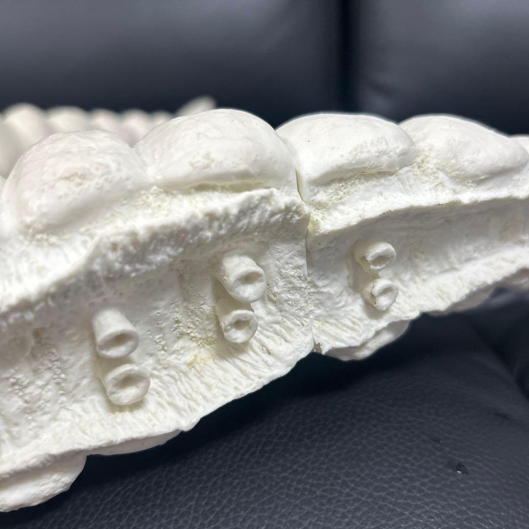 パラダイス　モスラ　幼虫(約４０センチ)　モスラ対ゴジラ