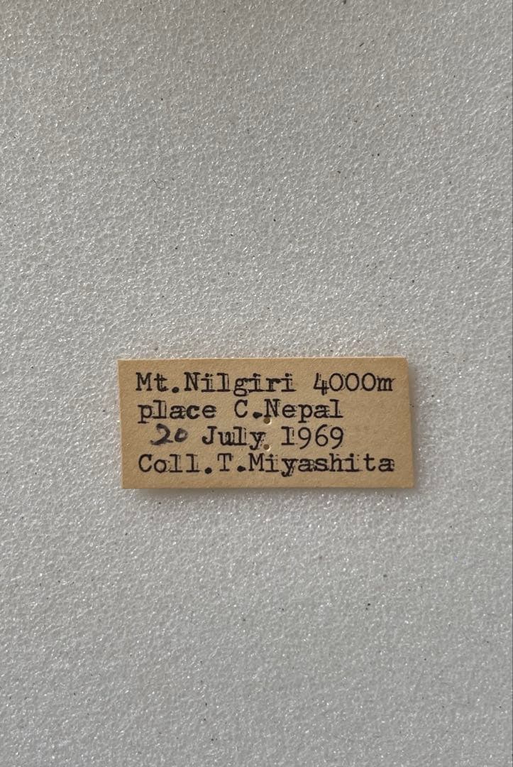 パルナシウス・ハードウィッキー（オス、ネパール産）