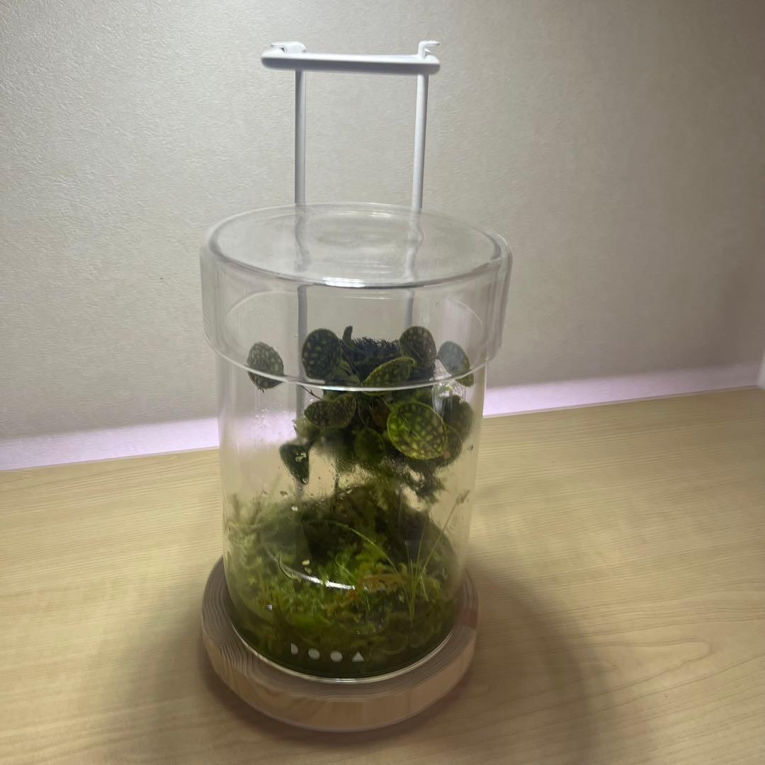 DOOA マグネットライトGスタンド95 苔テラリウム容器