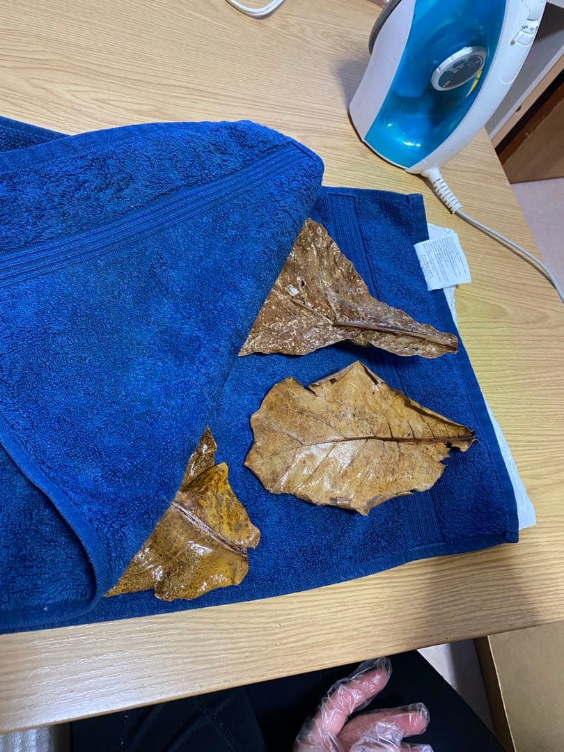 沖縄県やんばる産マジックリーフ 1kg UV殺菌灯照射済み⑥