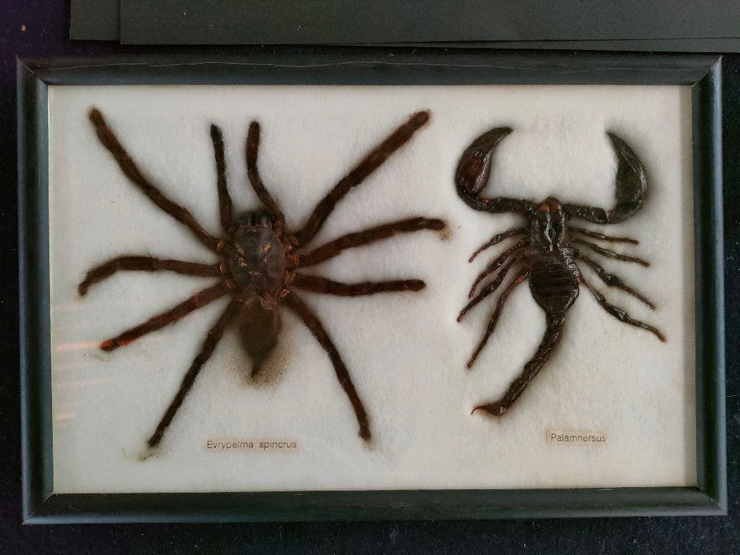 ●大型クモ（Eurypelma spincrus＆サソリ標本 額装昆虫生物展示