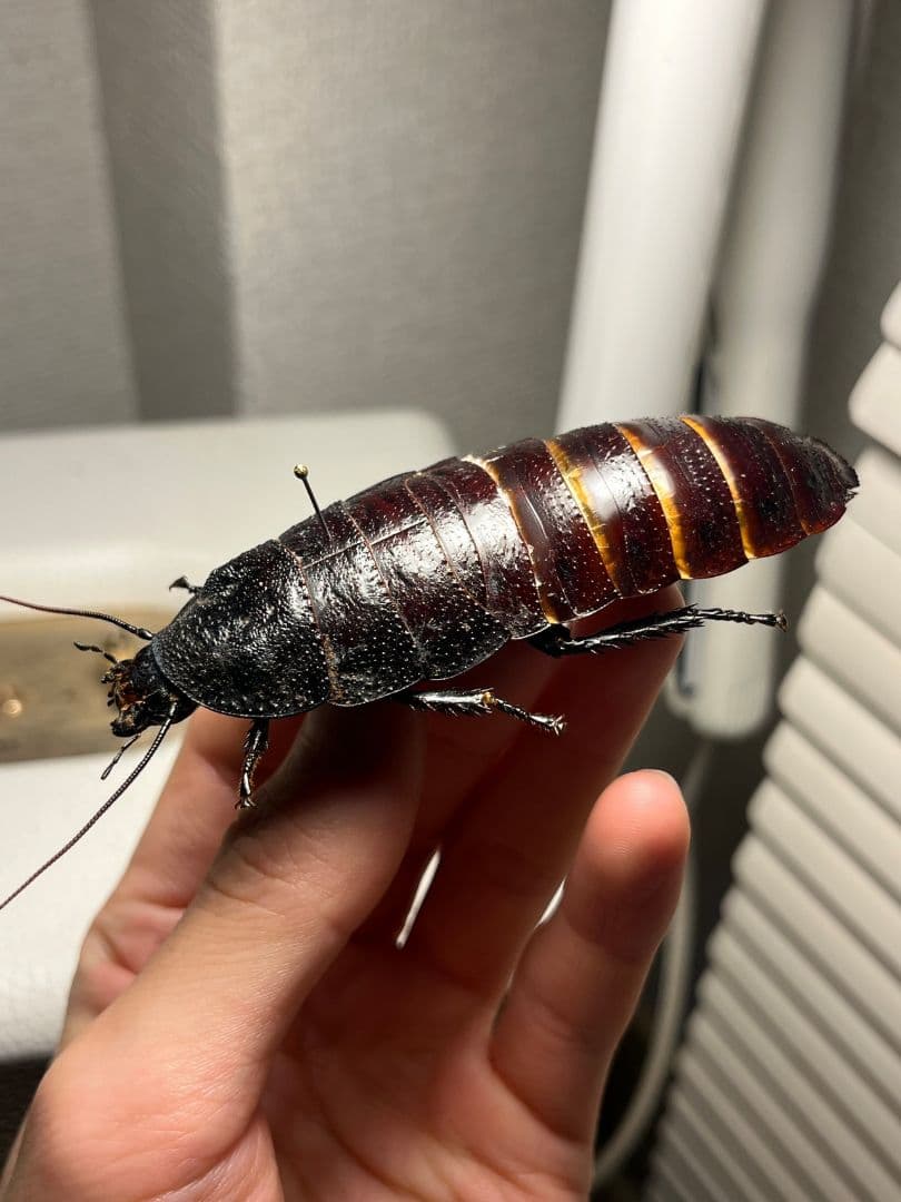 【蜚最大級】マダガスカルゴキブリ オブロンゴナタ？ 標本 ポルテントーサ