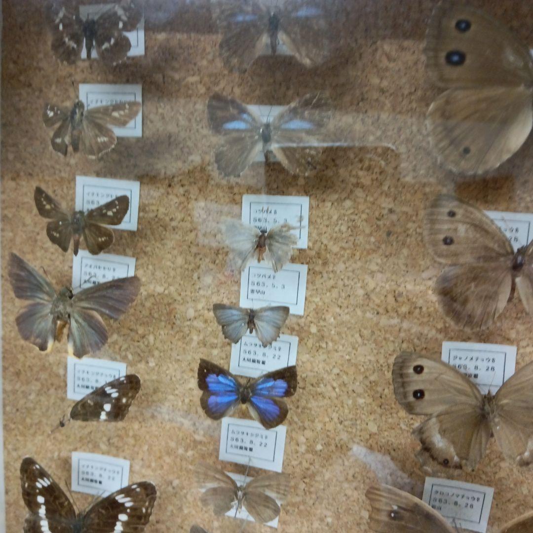 昭和６３年当時物徳島県採取蝶々ガラス木製枠横幅５０X縦４２X厚さ６センチ標本品