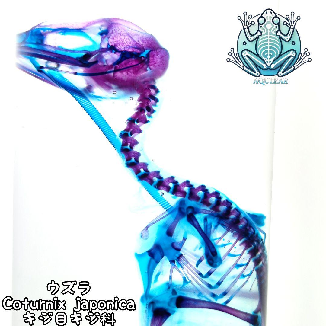 1点物☆極美品【透明骨格標本】ウズラ② 約10cm